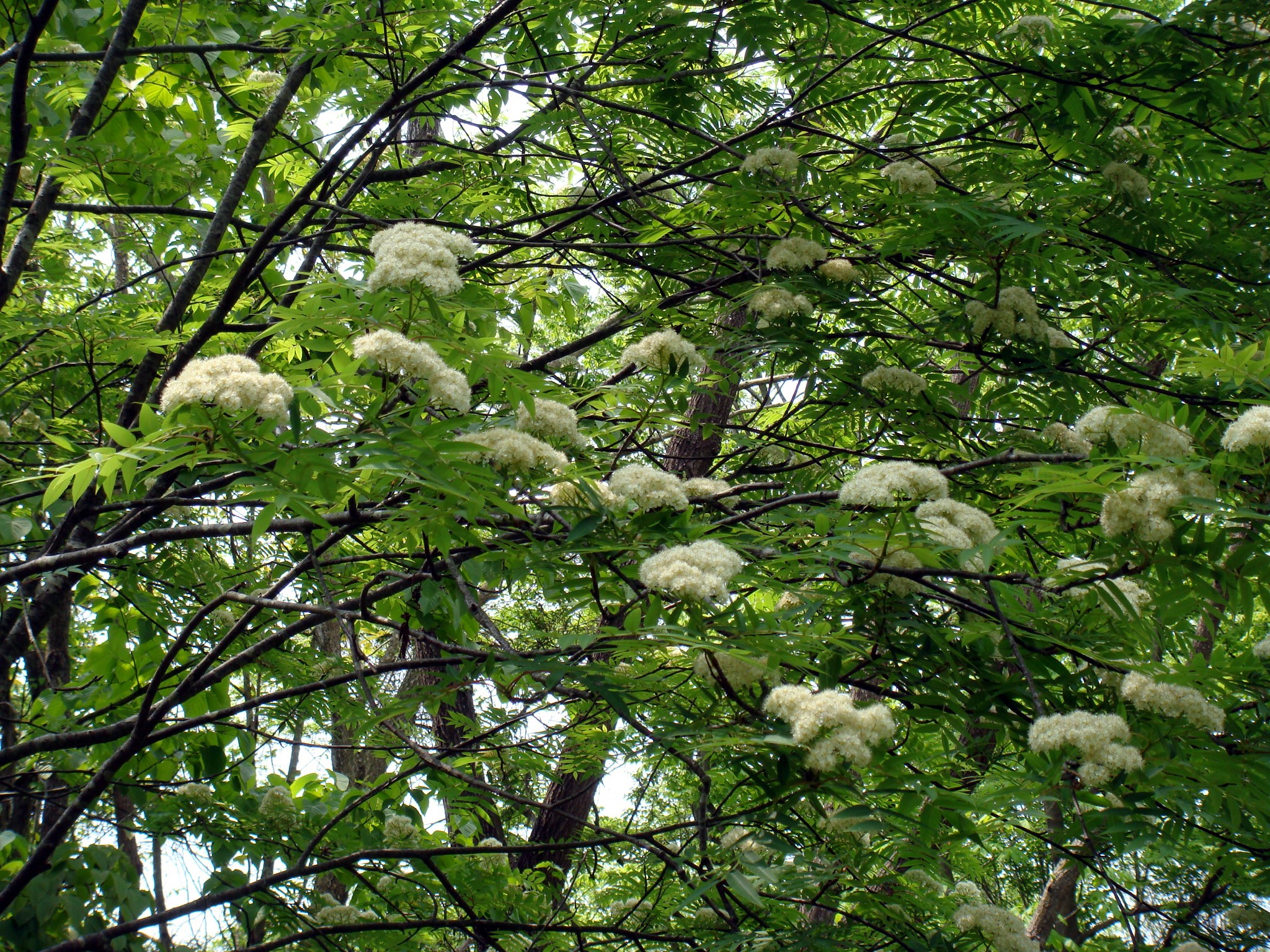 Sorbus commixta Hedlund